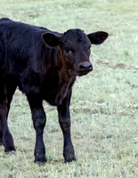 A-cow-012 A