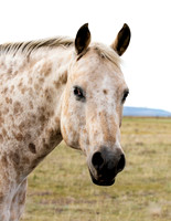 A-horse-015 A