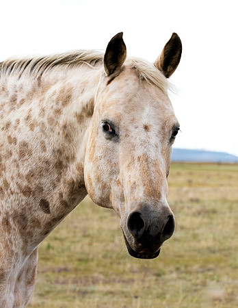 A-horse-015 A