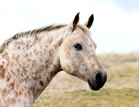 A-horse-017 A