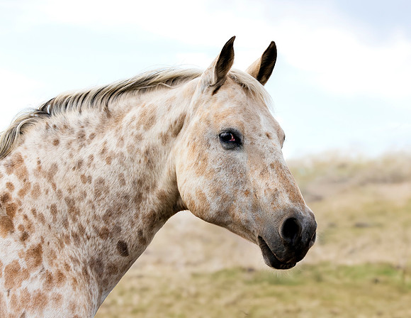 A-horse-017 A