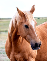 A-horse-019 A