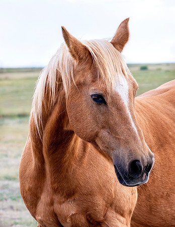 A-horse-019 A