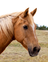 A-horse-016 A