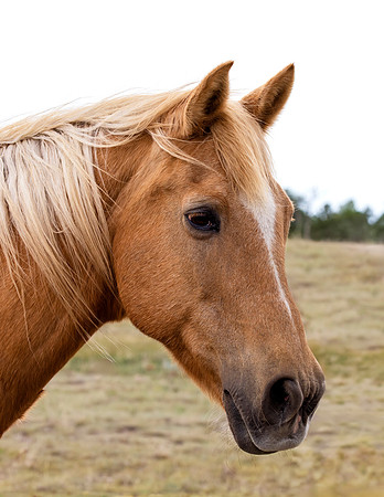 A-horse-016 A