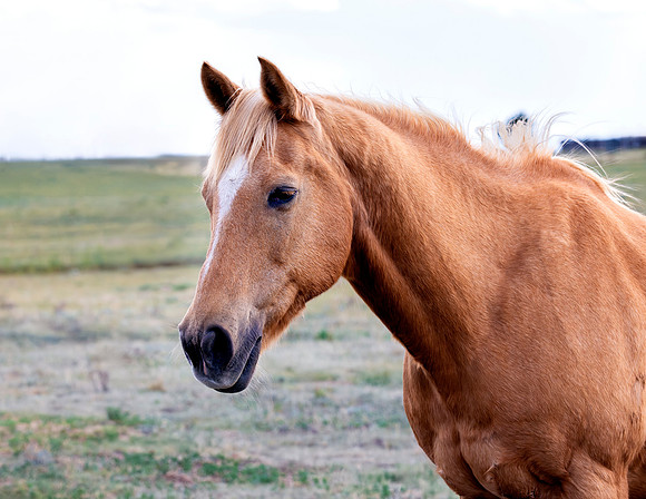 A-horse-018 A