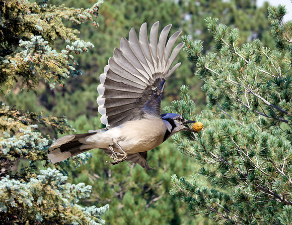 A-bird-043 AA copy