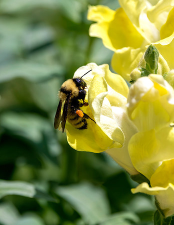 A-insect-006 bee
