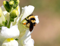 A-insect-004 bee