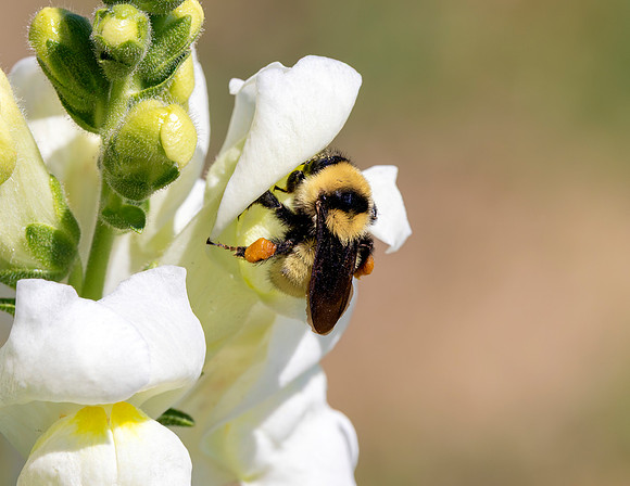 A-insect-004 bee