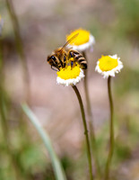 A-insect-003 bee