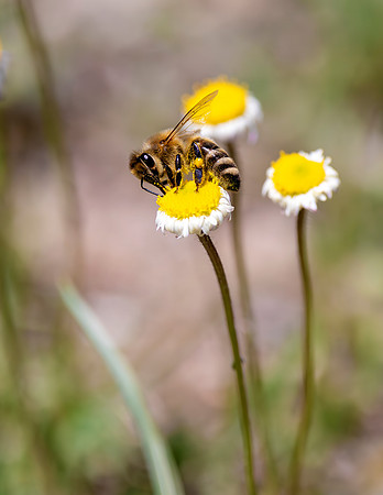 A-insect-003 bee