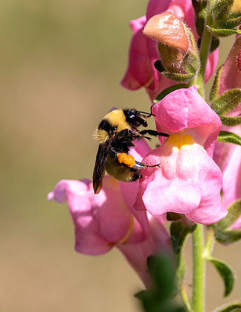 A-insect-005 bee