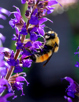 A-insect-002 bee