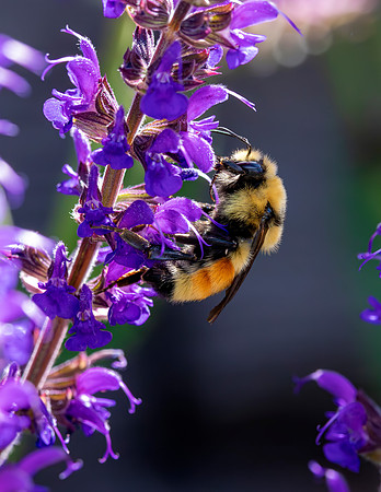 A-insect-002 bee