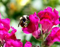 A-insect-007 bee
