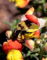 A-insect-008 bee