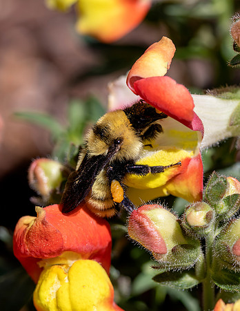 A-insect-008 bee