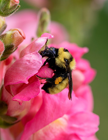 A-insect-010 bee