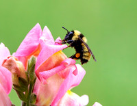 A-insect-011 bee