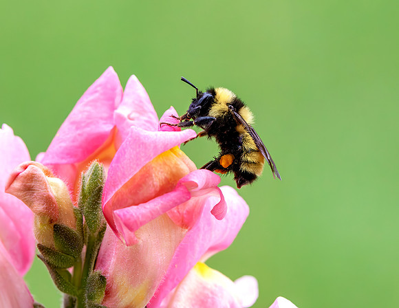 A-insect-011 bee