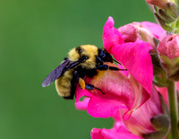 A-insect-009 bee