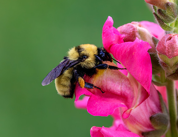 A-insect-009 bee