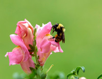 A-insect-012 bee