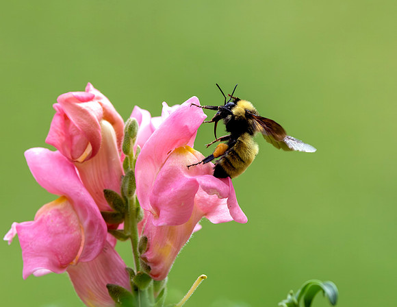 A-insect-013 bee