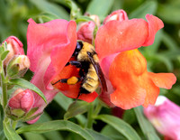 A-insect-014 bee