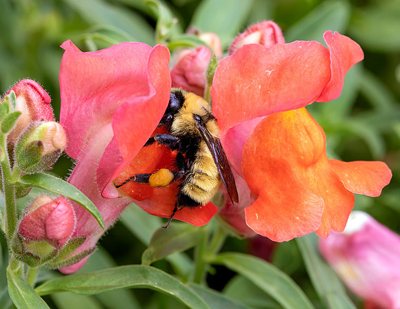 A-insect-014 bee