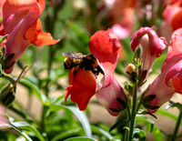 A-insect-015 bee
