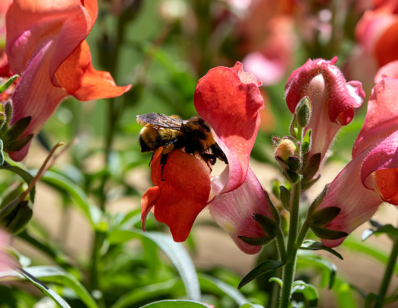 A-insect-015 bee