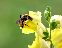 A-insect-016 bee