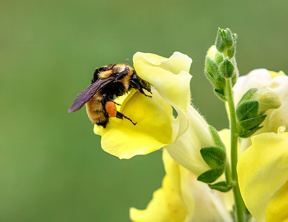 A-insect-016 bee
