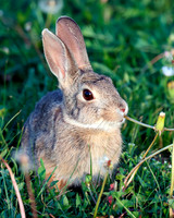 A-rabbit-005 A copy