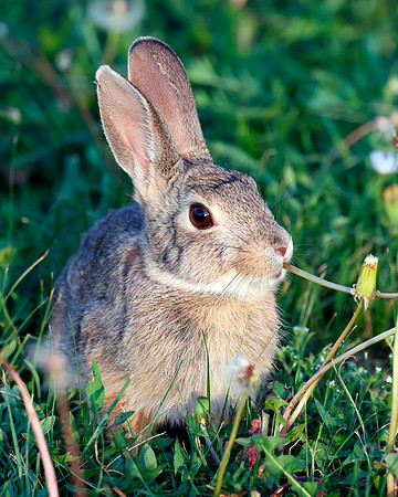 A-rabbit-005 A copy