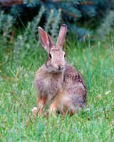 A-rabbit-002 A copy