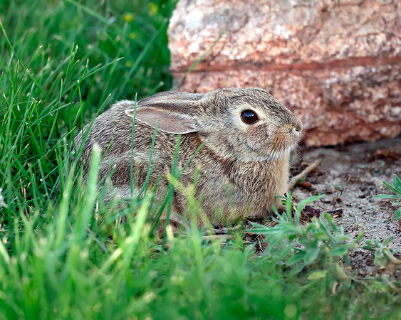 A-rabbit-001 A copy