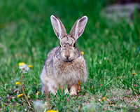 A-rabbit-004 A copy