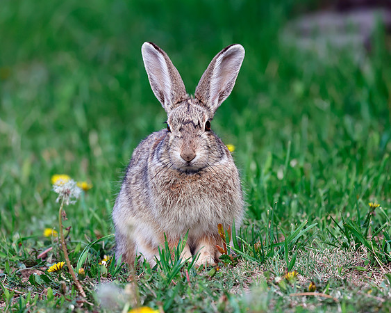 A-rabbit-004 A copy