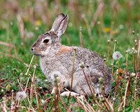 A-rabbit-003 A copy