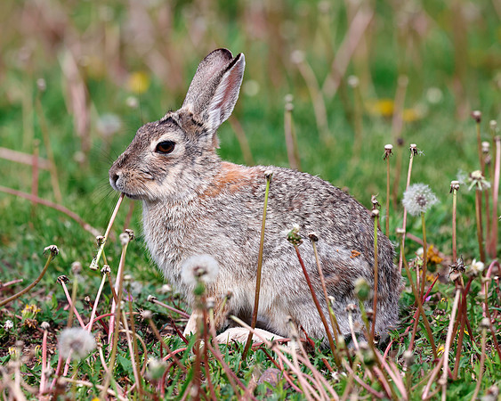 A-rabbit-003 A copy