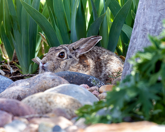 A-rabbit-007 A copy
