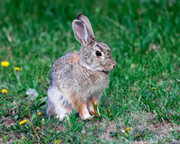 A-rabbit-006 A copy