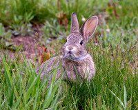 A-rabbit-009 A copy