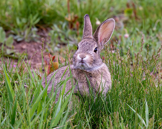 A-rabbit-009 A copy