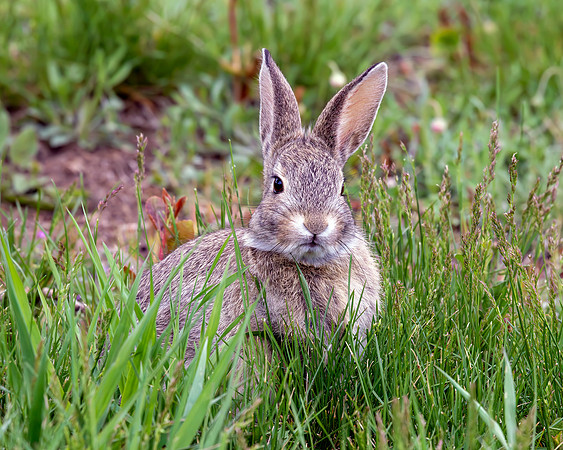 A-rabbit-010 A copy