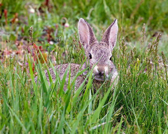 A-rabbit-008 A copy