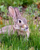 A-rabbit-011 A copy
